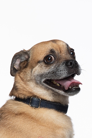 Character image for Bruno