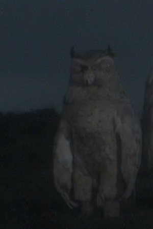 Character image for  Glimfeather