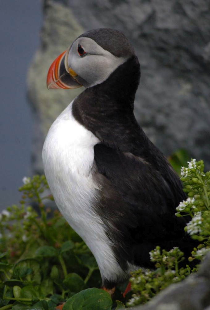 Avara luonto series poster