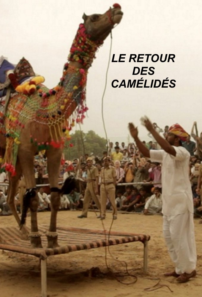 Le retour des camélidés series poster