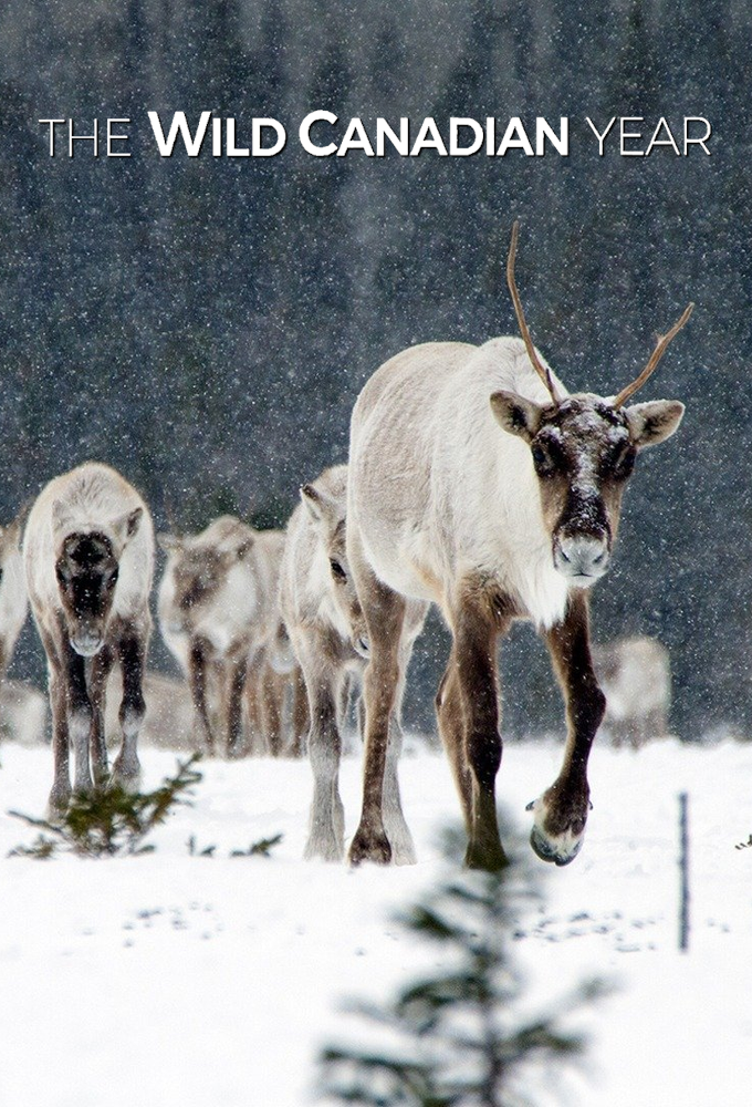 The Wild Canadian Year series poster