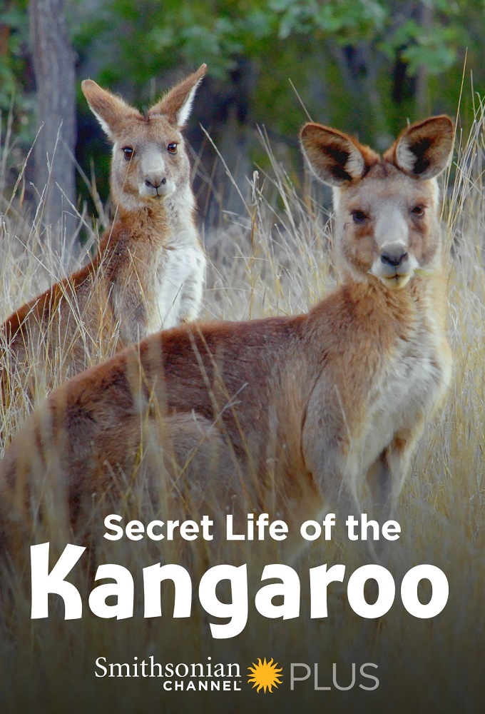 Secret Life of the Kangaroo series poster