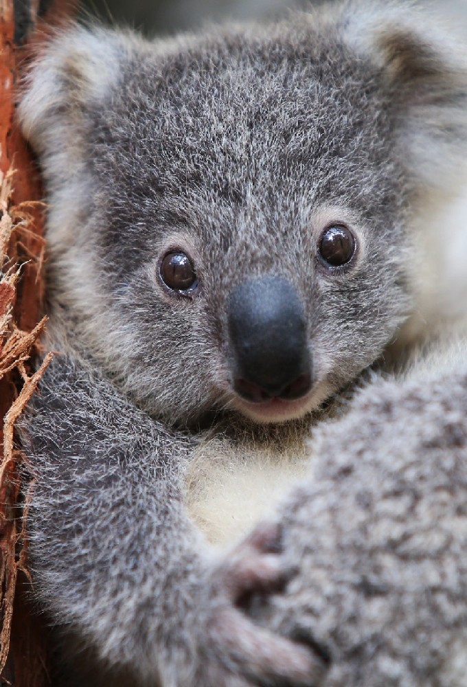 72 animali pericolosi con Barbascura X series poster