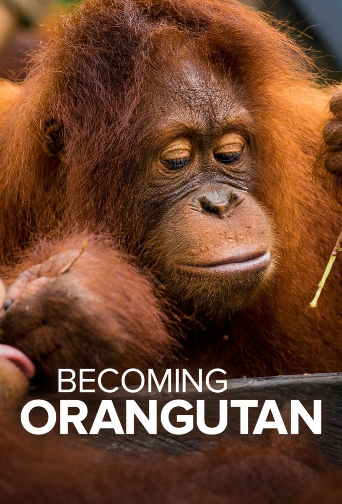 Becoming Orangutan Image