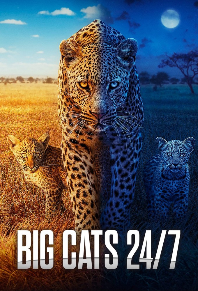 Big Cats 24/7 Image