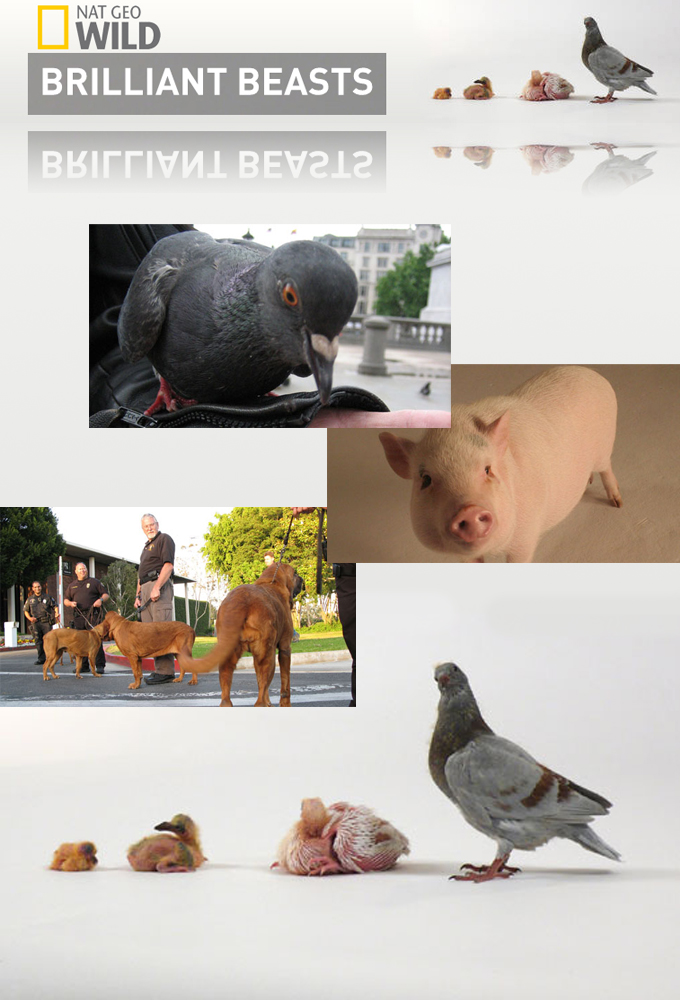Brilliant Beasts season 1 on National Geographic