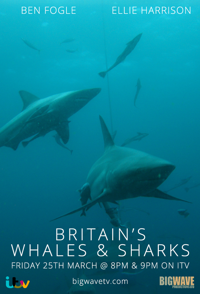 Britain's Whales and Sharks Image