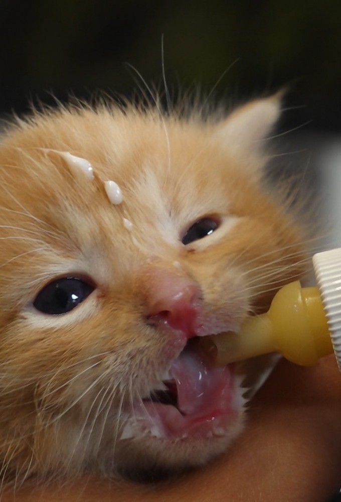 Dyreinternatet series poster