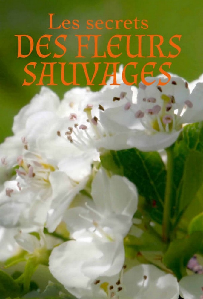 Secrets of the wild flowers Image