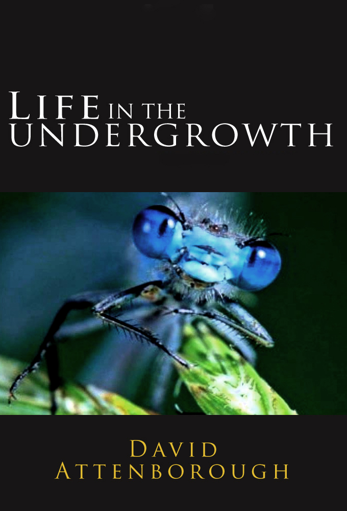 Life in the Undergrowth Image