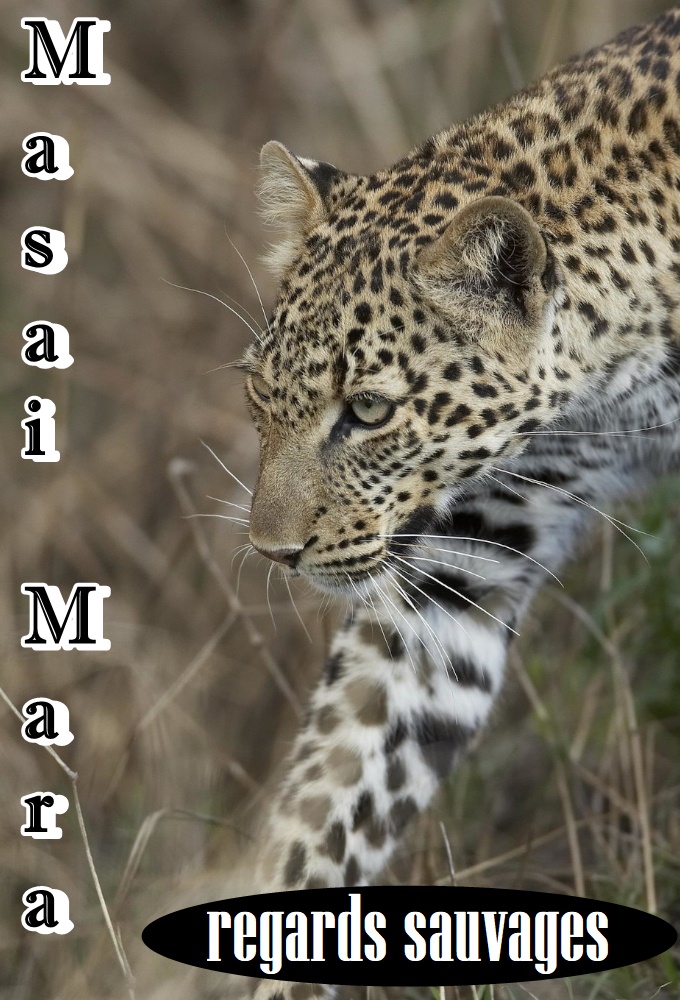 The Big Cats of The Masai Mara series poster