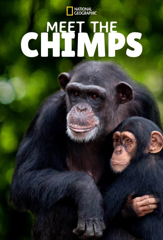 Meet the Chimps series poster