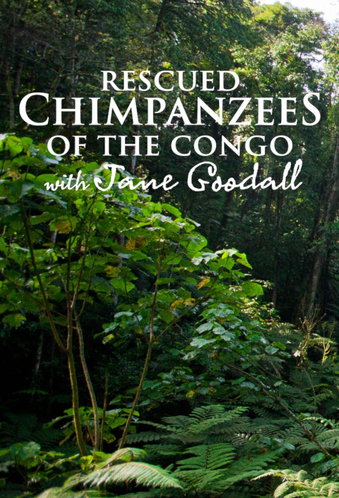 Rescued Chimpanzees of the Congo With Jane Goodall series poster