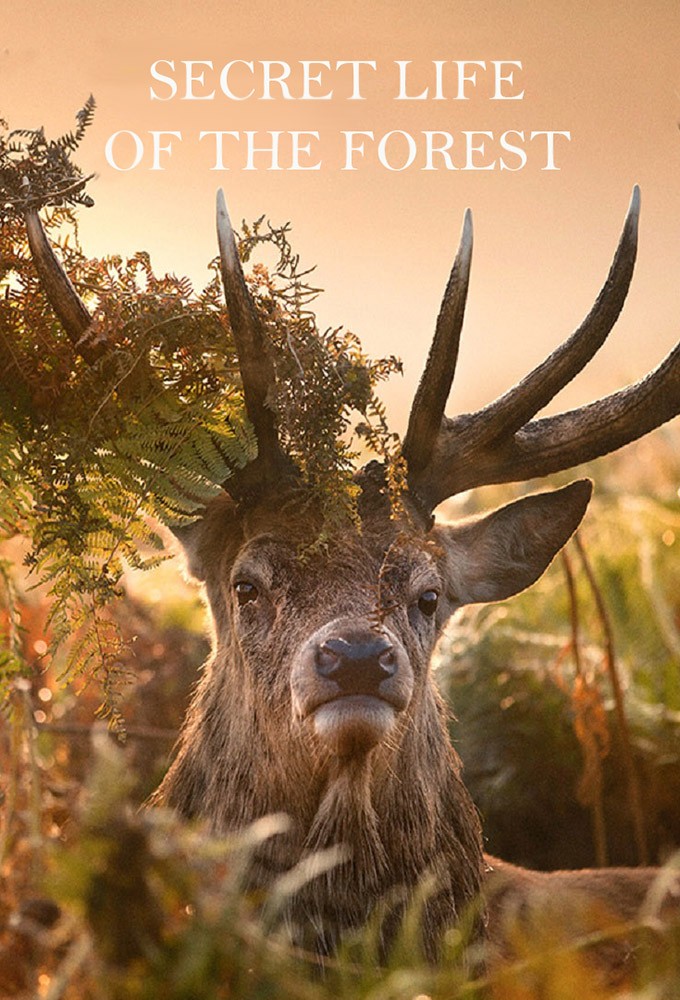 Secret Life of The Forest Image