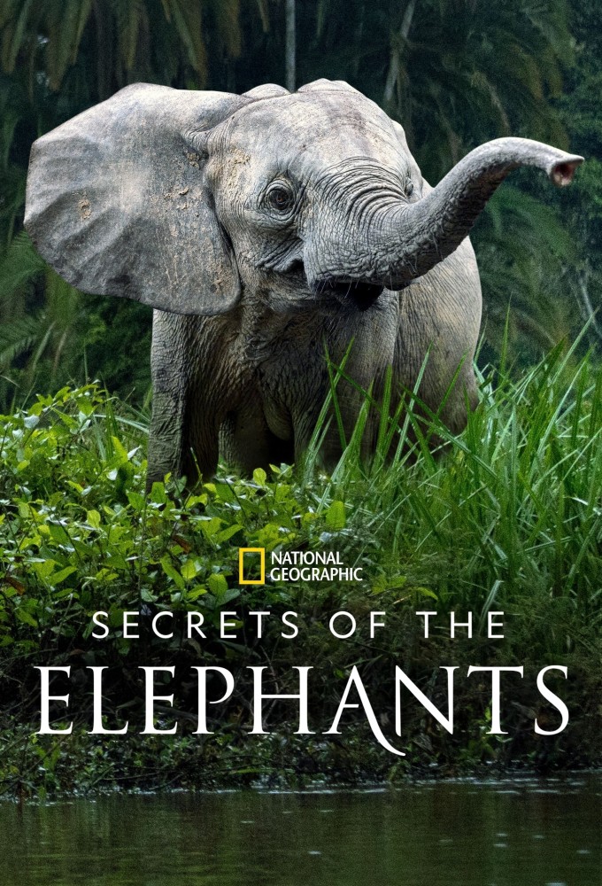 Secrets of the Elephants series poster