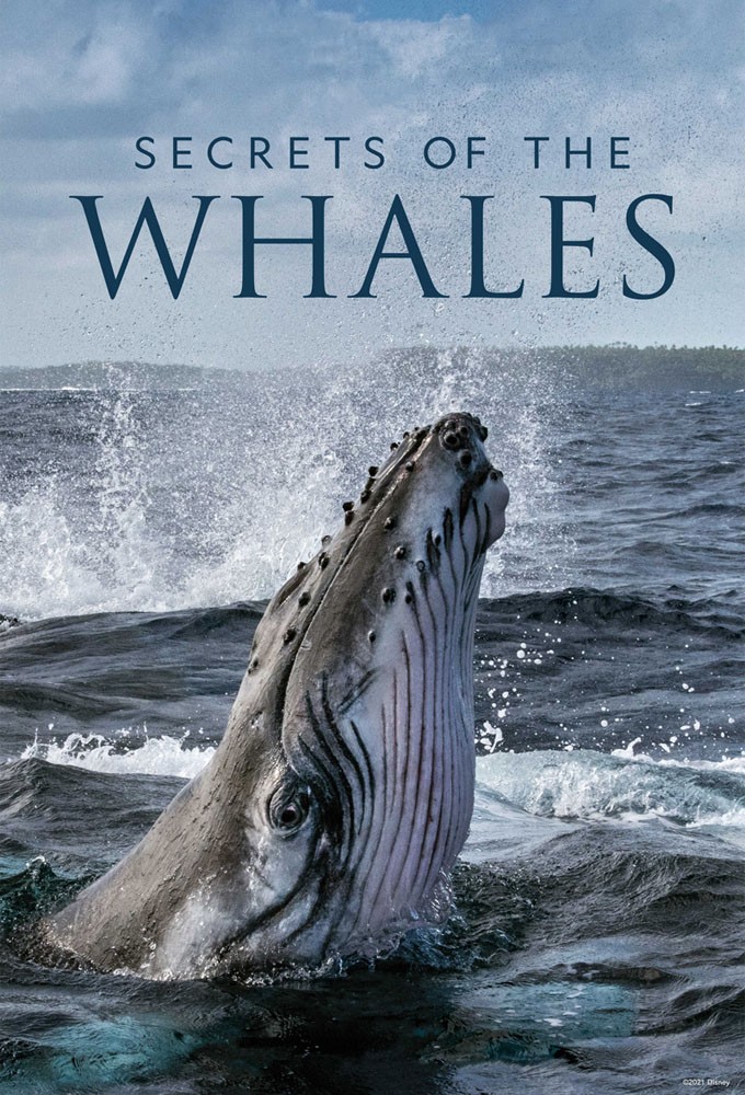 Secrets of the Whales series poster