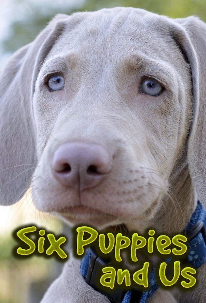Six Puppies and Us Image