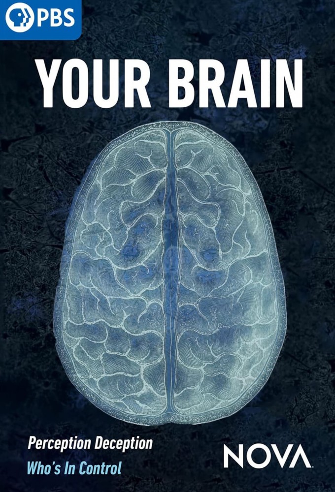 Your Brain Image