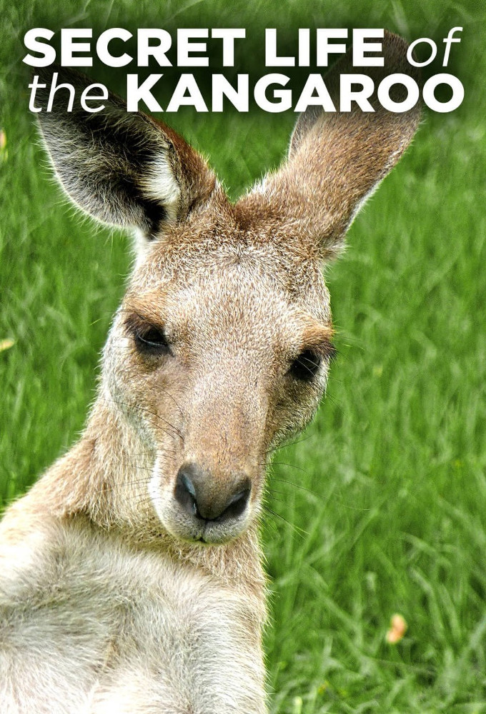 Secret Life of the Kangaroo Image