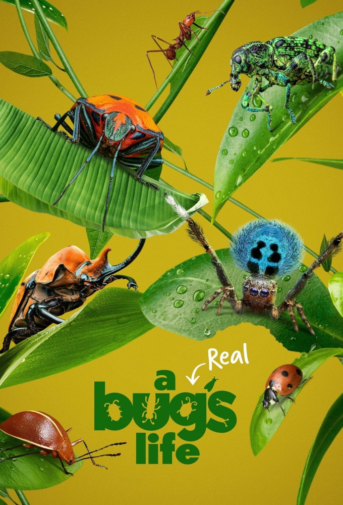 A Real Bug's Life Image