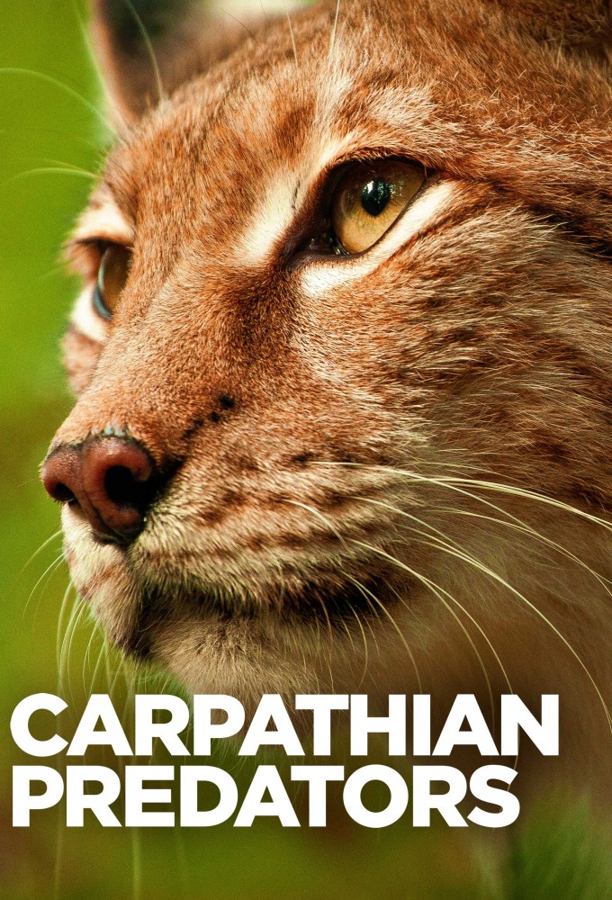Carpathian Predators Image