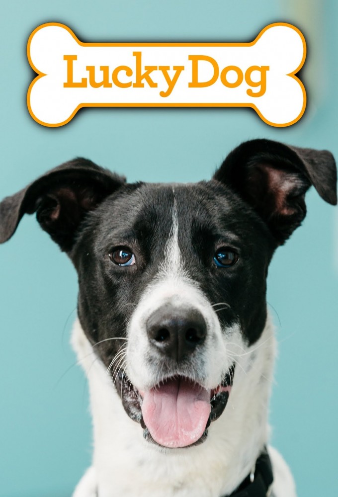 Lucky Dog Image