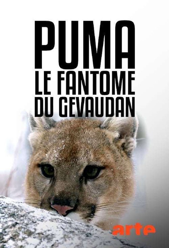Puma, le fantôme du Gévaudan Image
