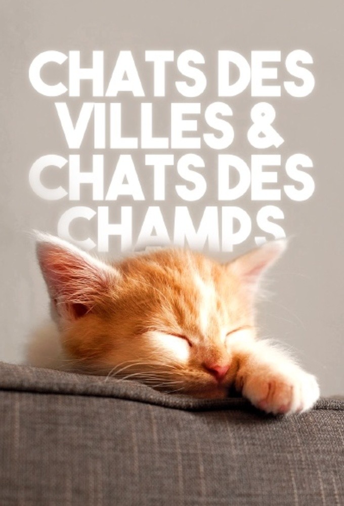 The Truth About Cats Image