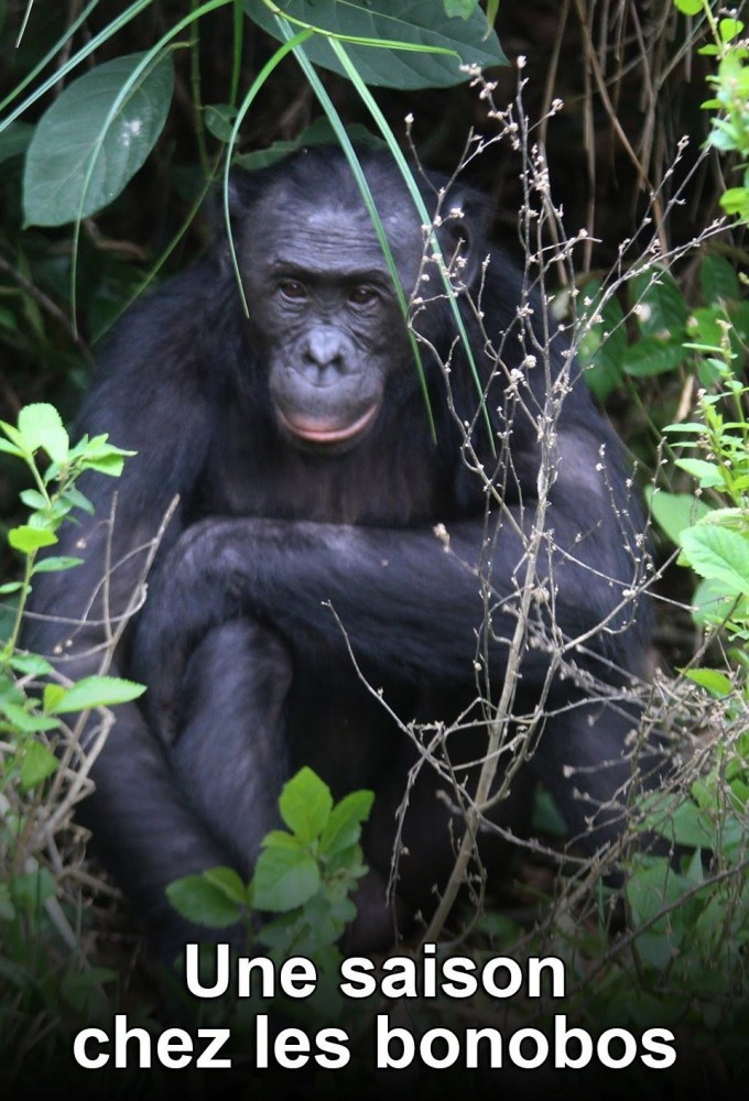Une saison chez les bonobos Image