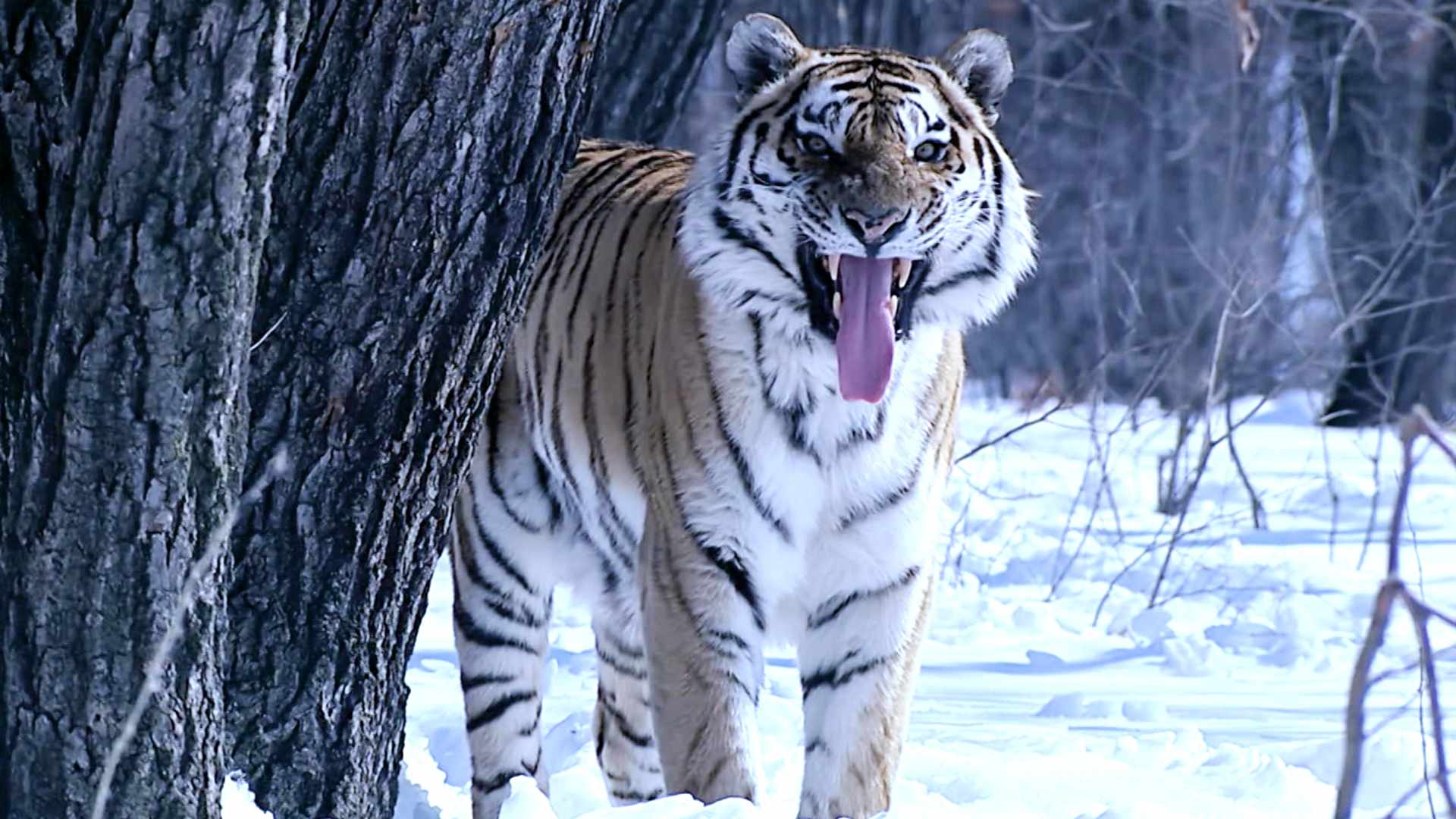 Age of Big Cats series poster