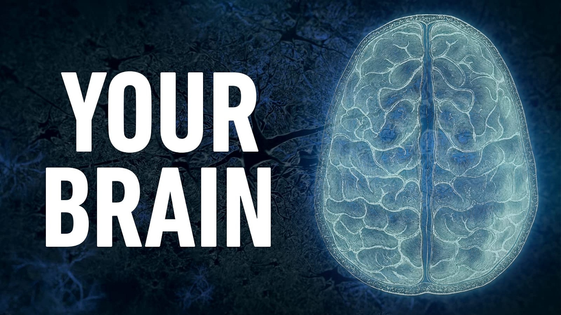 Your Brain season 1 on PBS
